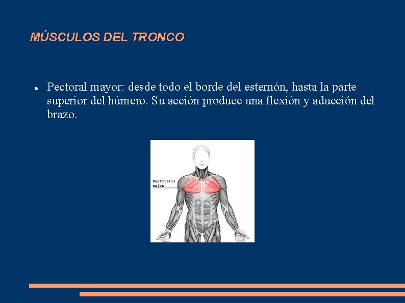 MÚSCULOS DEL TRONCO Pectoral mayor: desde todo el borde del esternón, hasta la parte