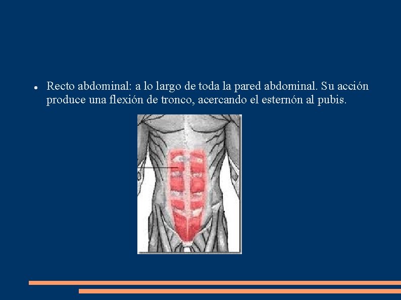  Recto abdominal: a lo largo de toda la pared abdominal. Su acción produce