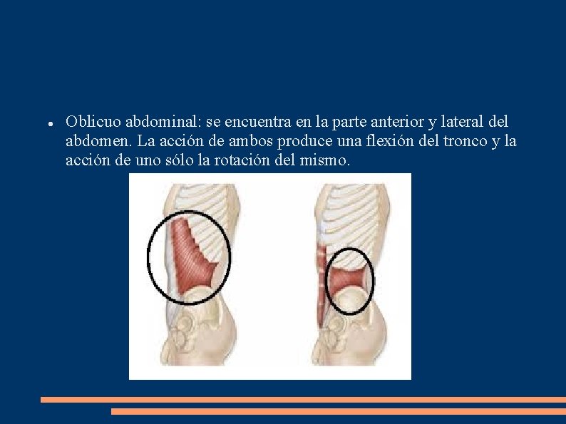  Oblicuo abdominal: se encuentra en la parte anterior y lateral del abdomen. La