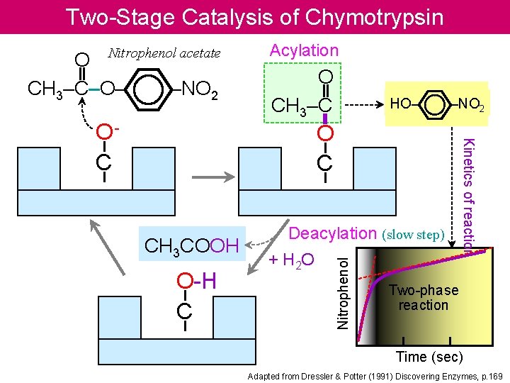 Two-Stage Catalysis of Chymotrypsin Nitrophenol acetate –NO 2 HO– –NO 2 O C CH