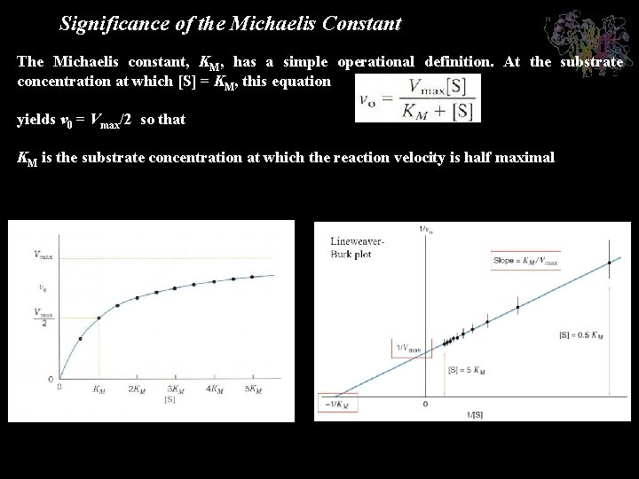 Significance of the Michaelis Constant The Michaelis constant, KM, has a simple operational definition.