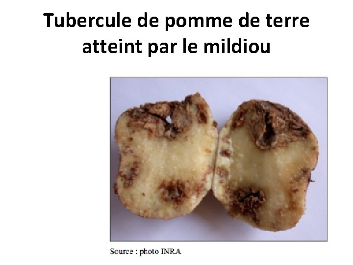 Tubercule de pomme de terre atteint par le mildiou 