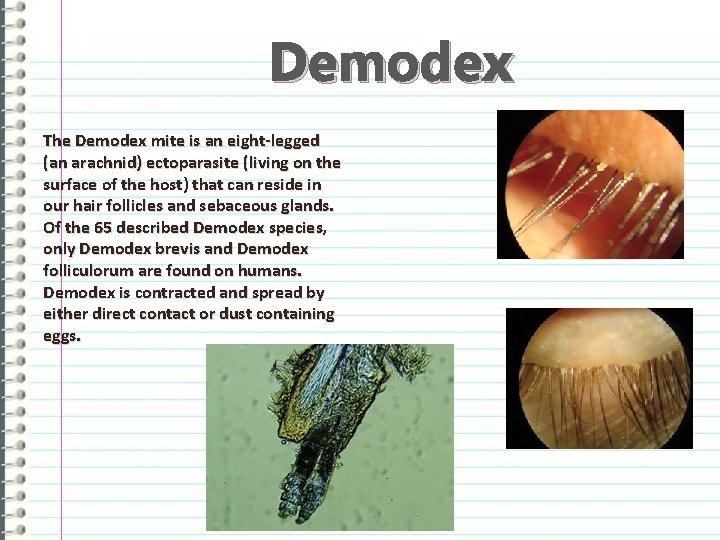 Demodex The Demodex mite is an eight-legged (an arachnid) ectoparasite (living on the surface