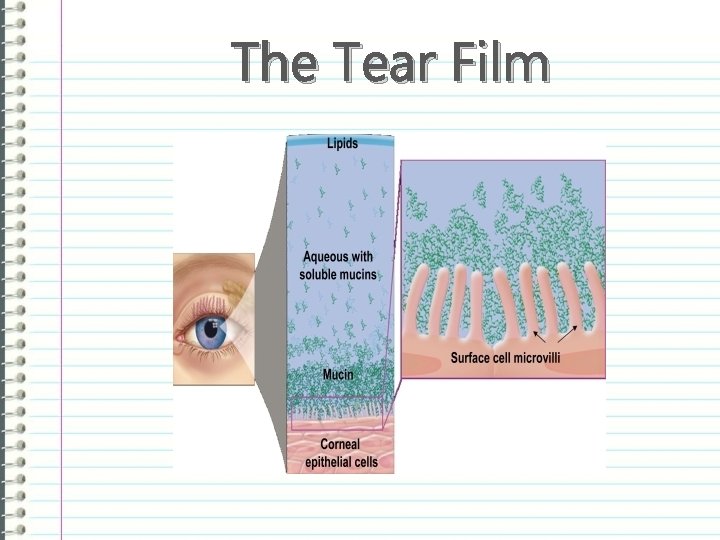 The Tear Film 