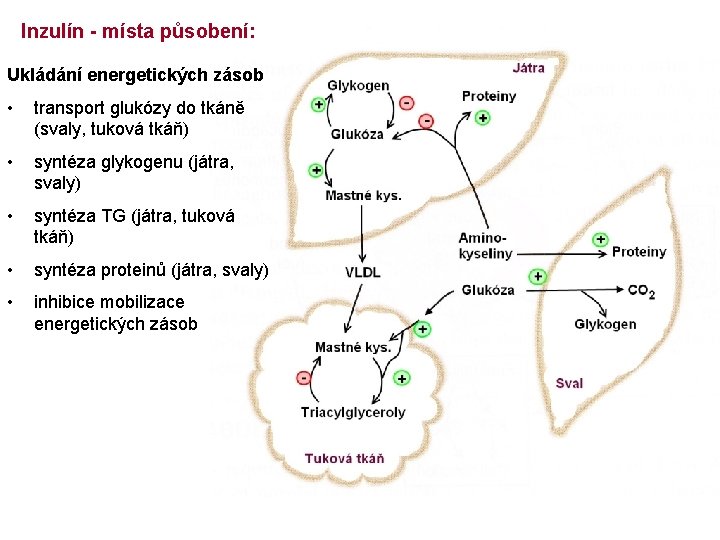 Inzulín - místa působení: Ukládání energetických zásob • transport glukózy do tkáně (svaly, tuková