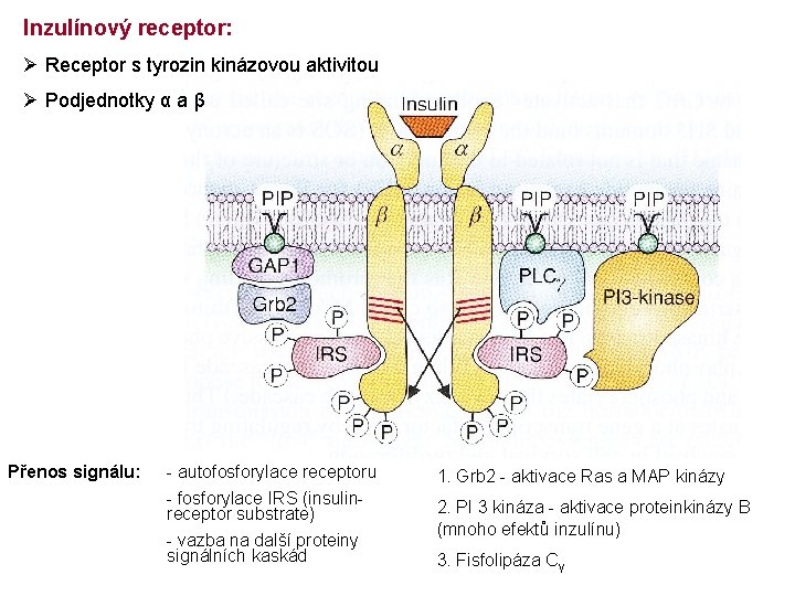 Inzulínový receptor: Ø Receptor s tyrozin kinázovou aktivitou Ø Podjednotky α a β Přenos