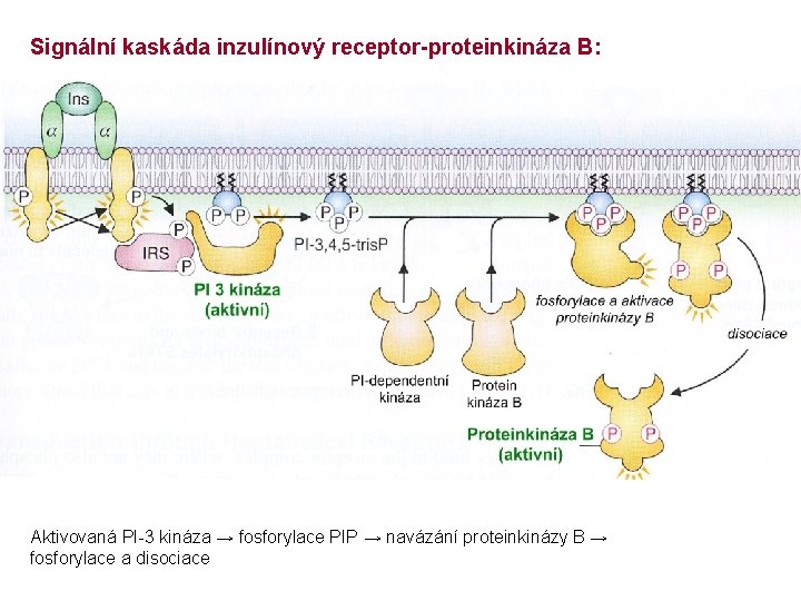 Signální kaskáda inzulínový receptor-proteinkináza B: Aktivovaná PI-3 kináza → fosforylace PIP → navázání proteinkinázy