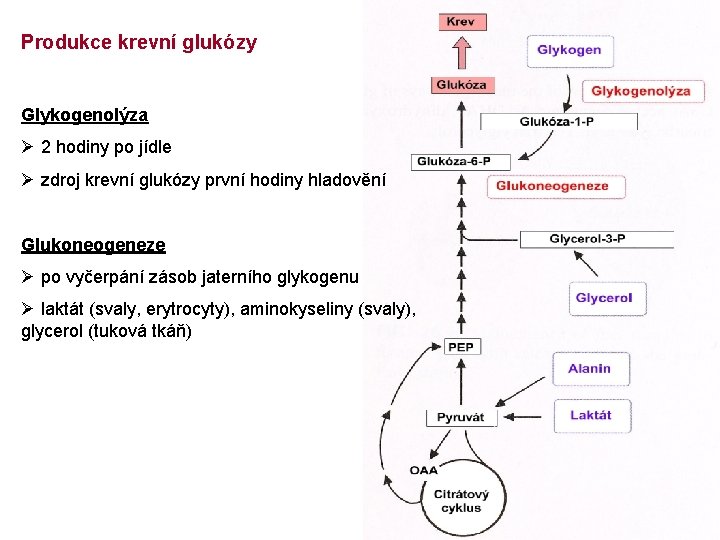 Produkce krevní glukózy Glykogenolýza Ø 2 hodiny po jídle Ø zdroj krevní glukózy první