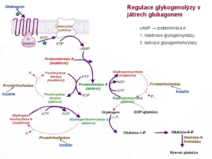 Regulace glykogenolýzy v játrech glukagonem c. AMP → proteinkináza A: 1. inaktivace glykogensyntázy 2.