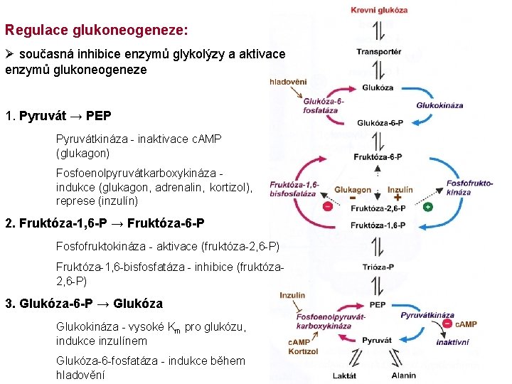 Regulace glukoneogeneze: Ø současná inhibice enzymů glykolýzy a aktivace enzymů glukoneogeneze 1. Pyruvát →