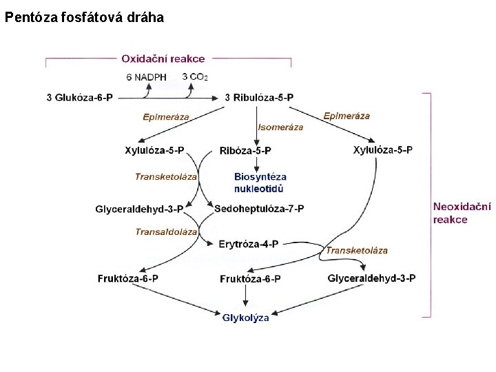 Pentóza fosfátová dráha 