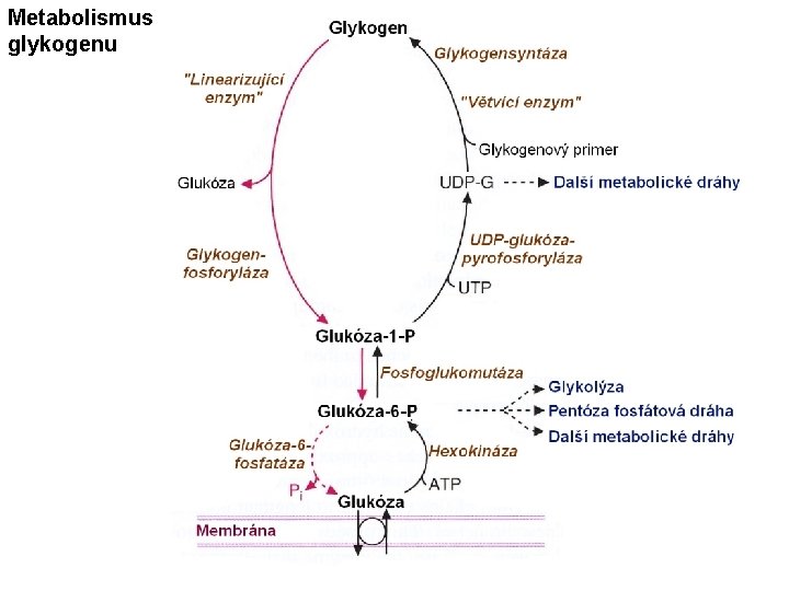 Metabolismus glykogenu 