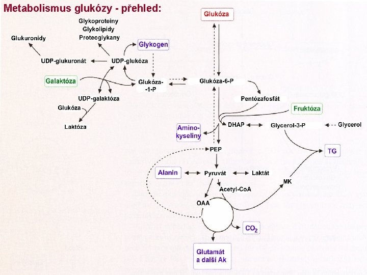 Metabolismus glukózy - přehled: 