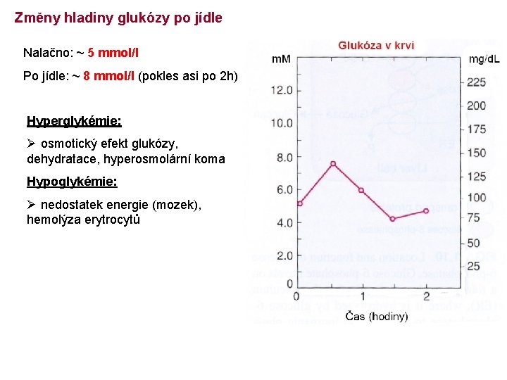 Změny hladiny glukózy po jídle Nalačno: ~ 5 mmol/l Po jídle: ~ 8 mmol/l