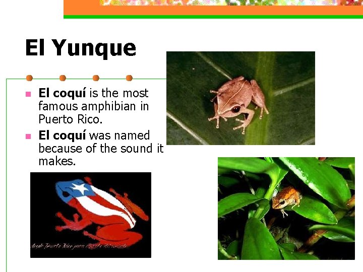 El Yunque n n El coquí is the most famous amphibian in Puerto Rico.