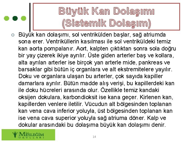 Büyük Kan Dolaşımı (Sistemik Dolaşım) ○ Büyük kan dolaşımı, sol ventrikülden başlar, sağ atriumda