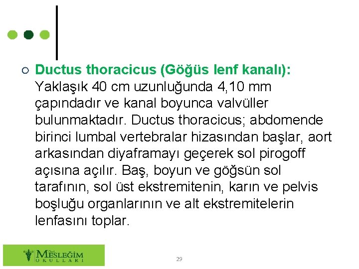 ○ Ductus thoracicus (Göğüs lenf kanalı): Yaklaşık 40 cm uzunluğunda 4, 10 mm çapındadır