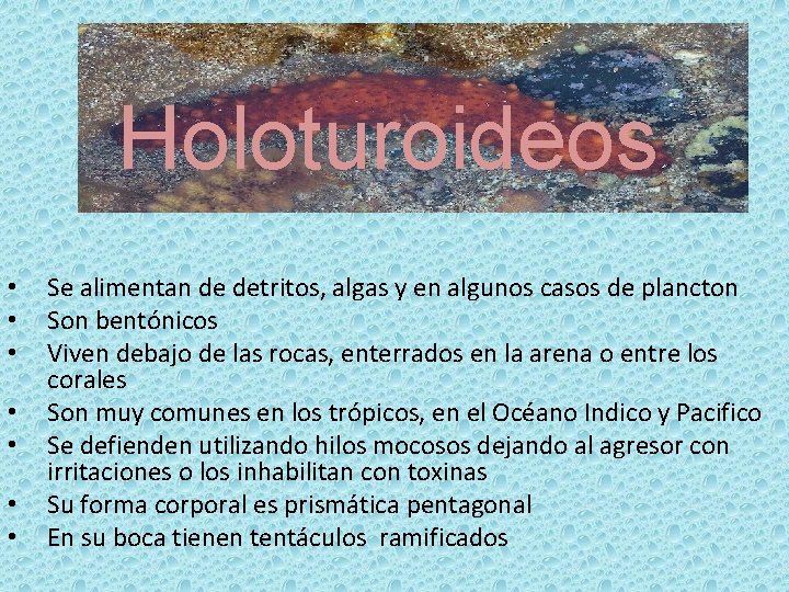 Holoturoideos • • Se alimentan de detritos, algas y en algunos casos de plancton