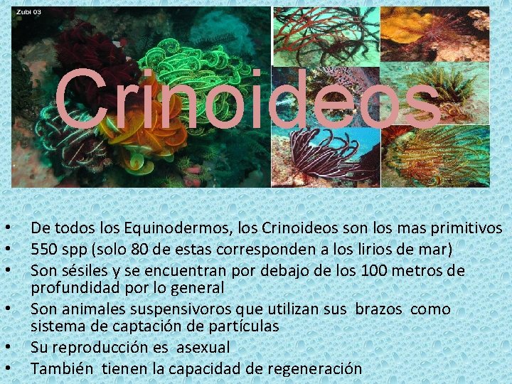 Crinoideos • • • De todos los Equinodermos, los Crinoideos son los mas primitivos