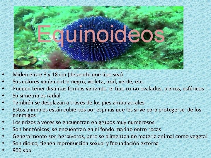 Equinoideos • • • Miden entre 3 y 18 cm (depende que tipo sea)