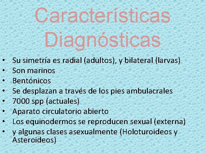Características Diagnósticas • • Su simetría es radial (adultos), y bilateral (larvas) Son marinos