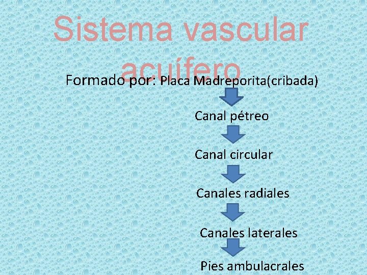 Sistema vascular Formadoacuífero por: Placa Madreporita(cribada) Canal pétreo Canal circular Canales radiales Canales laterales