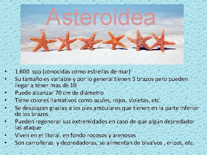 Asteroidea • • 1. 600 spp (conocidas como estrellas de mar) Su tamaño es