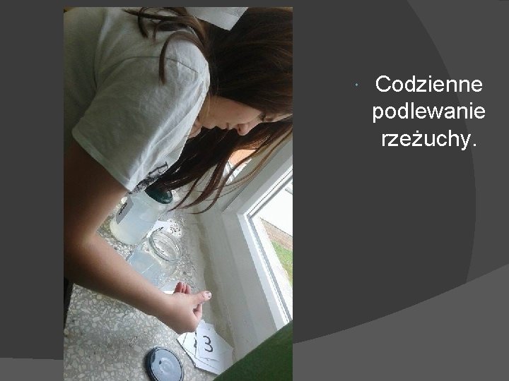  Codzienne podlewanie rzeżuchy. 