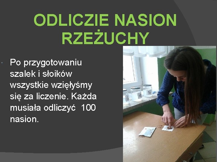 ODLICZIE NASION RZEŻUCHY Po przygotowaniu szalek i słoików wszystkie wzięłyśmy się za liczenie. Każda