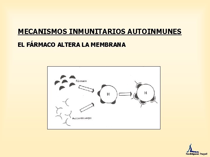 MECANISMOS INMUNITARIOS AUTOINMUNES EL FÁRMACO ALTERA LA MEMBRANA Rodríguez Puyol 