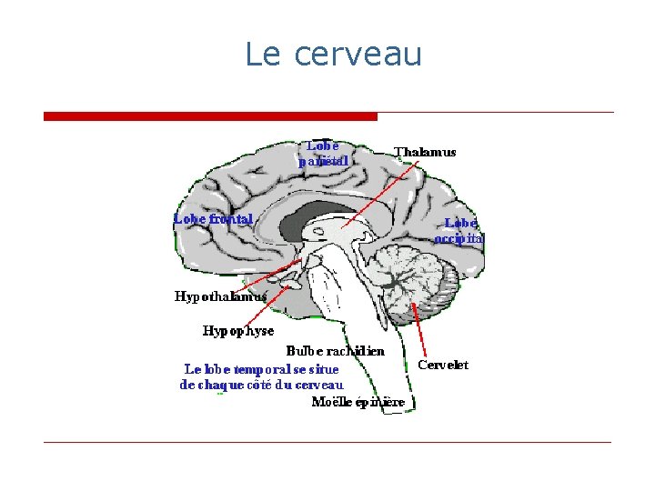 Le cerveau Le cerveau