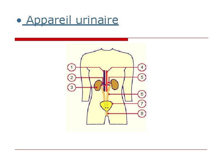 • Appareil urinaire • Appareil urinaire