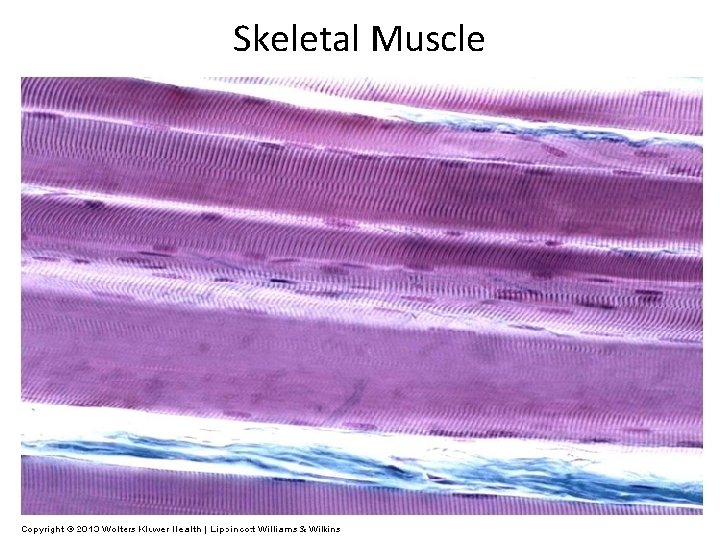 Skeletal Muscle 