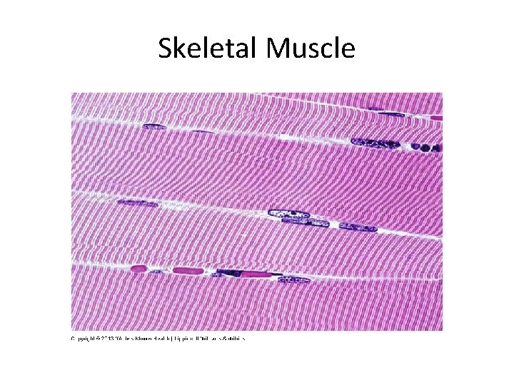 Skeletal Muscle 