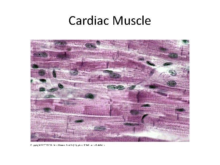 Cardiac Muscle 