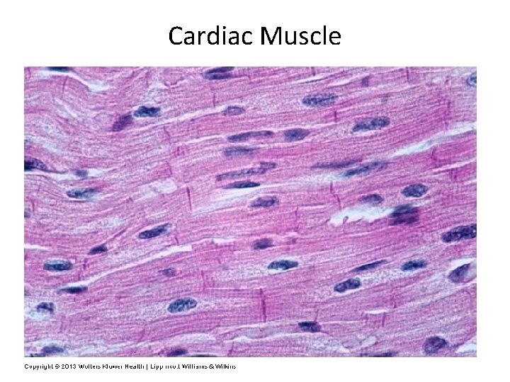 Cardiac Muscle 