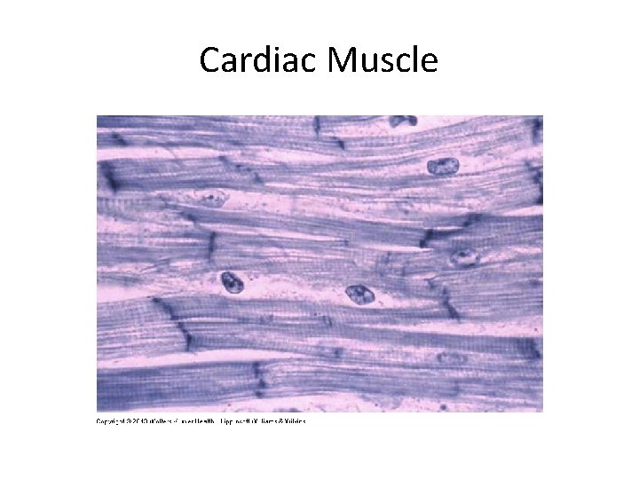 Cardiac Muscle 