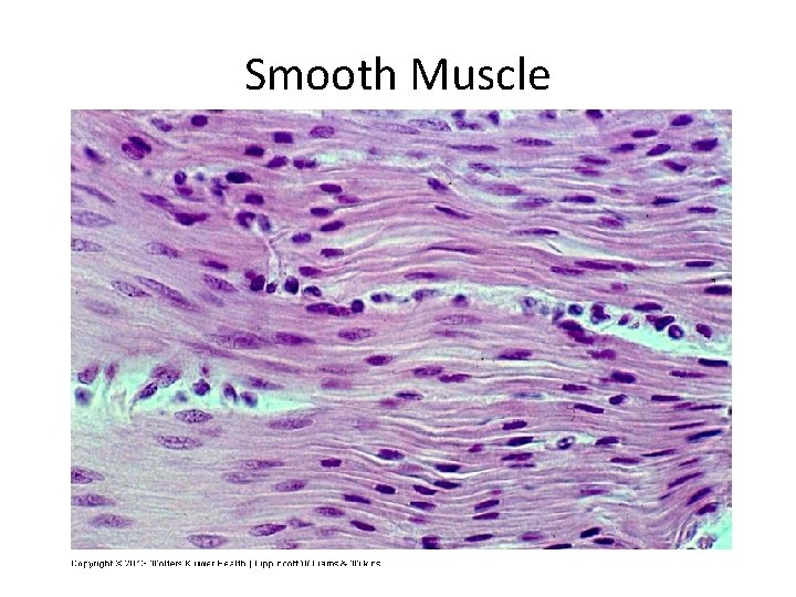 Smooth Muscle 