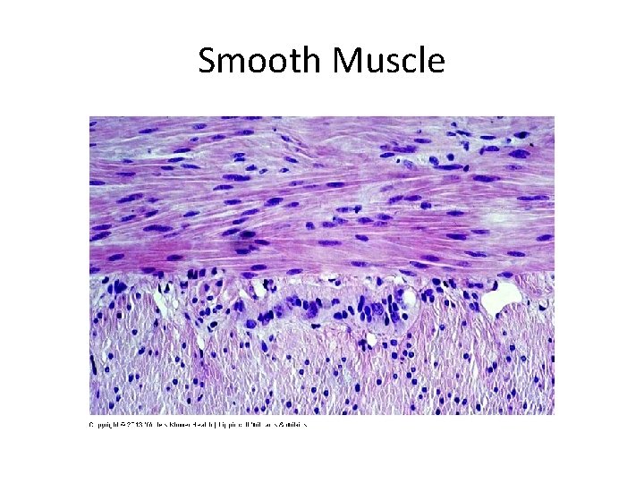 Smooth Muscle 