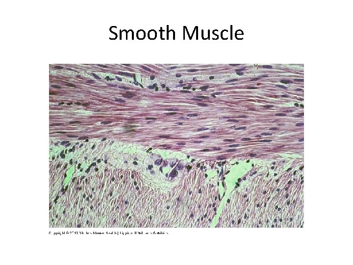 Smooth Muscle 