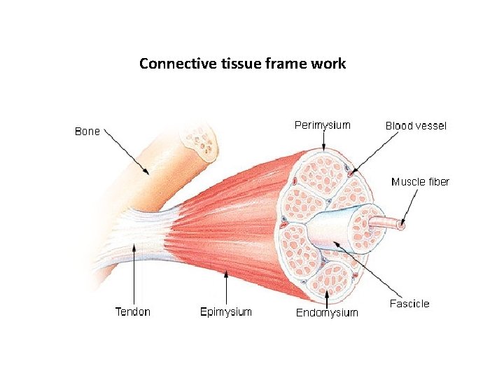 Connective tissue frame work 