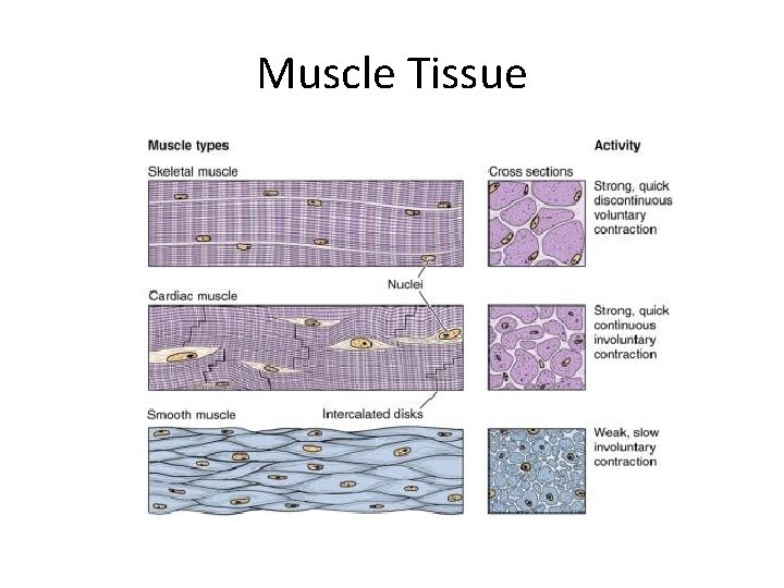 Muscle Tissue 