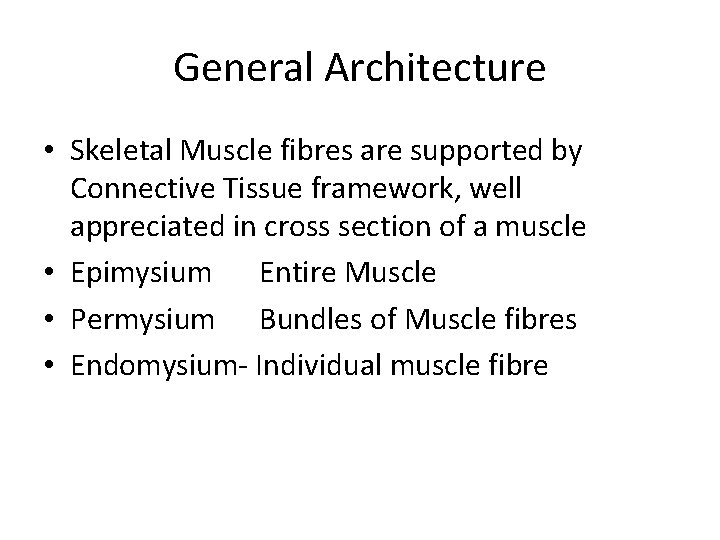 General Architecture • Skeletal Muscle fibres are supported by Connective Tissue framework, well appreciated