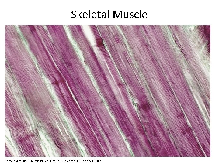 Skeletal Muscle 