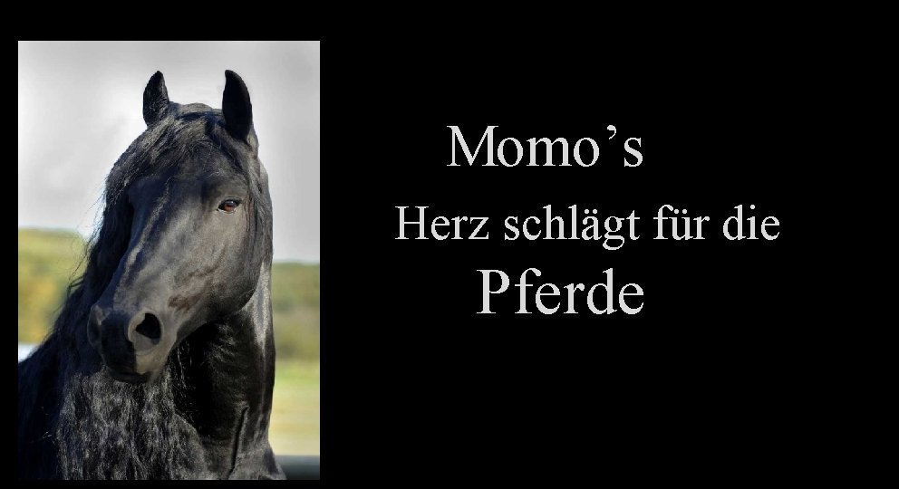 Momo’s Herz schlägt für die Pferde 