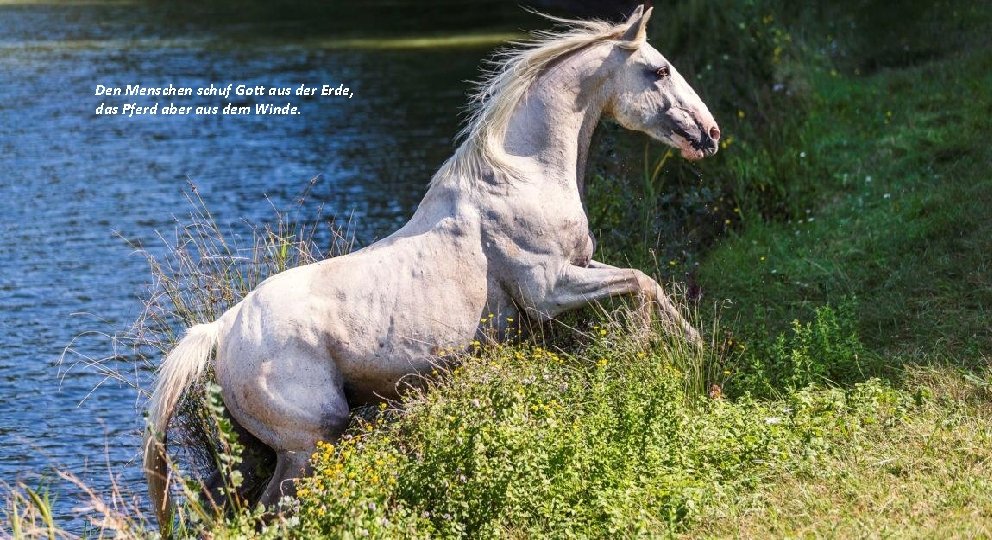 Den Menschen schuf Gott aus der Erde, das Pferd aber aus dem Winde. 