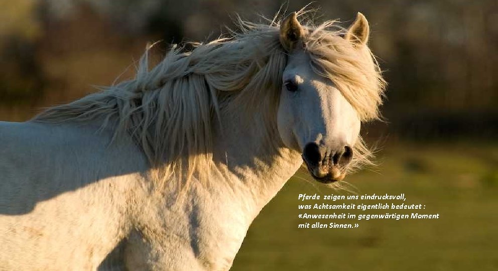 Pferde zeigen uns eindrucksvoll, was Achtsamkeit eigentlich bedeutet : «Anwesenheit im gegenwärtigen Moment mit