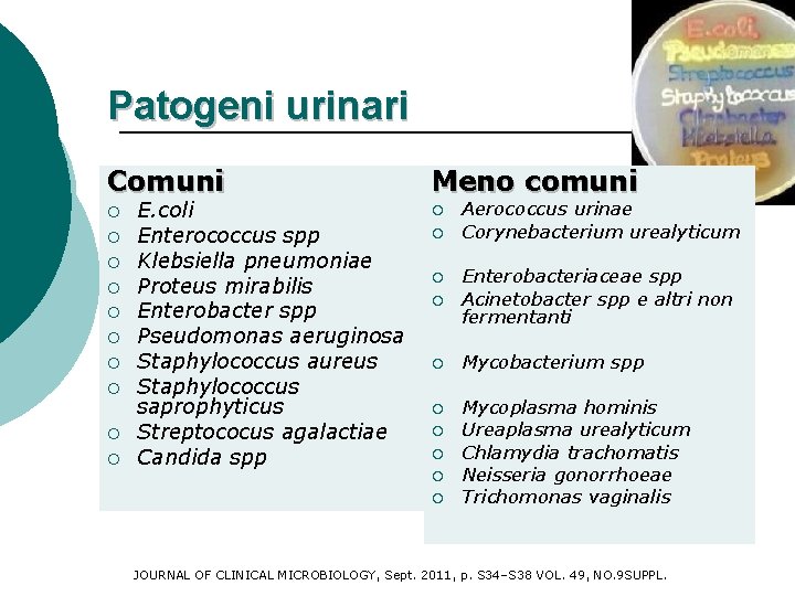 Patogeni urinari Comuni Meno comuni ¡ ¡ ¡ E. coli Enterococcus spp Klebsiella pneumoniae