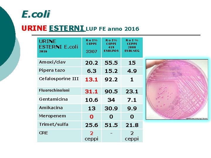 E. coli URINE ESTERNI LUP FE anno 2016 URINE ESTERNI E. coli 2016 3307