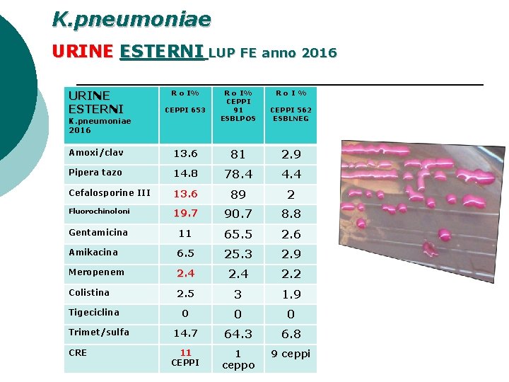 K. pneumoniae URINE ESTERNI LUP FE anno 2016 URINE ESTERNI CEPPI 653 Amoxi/clav R